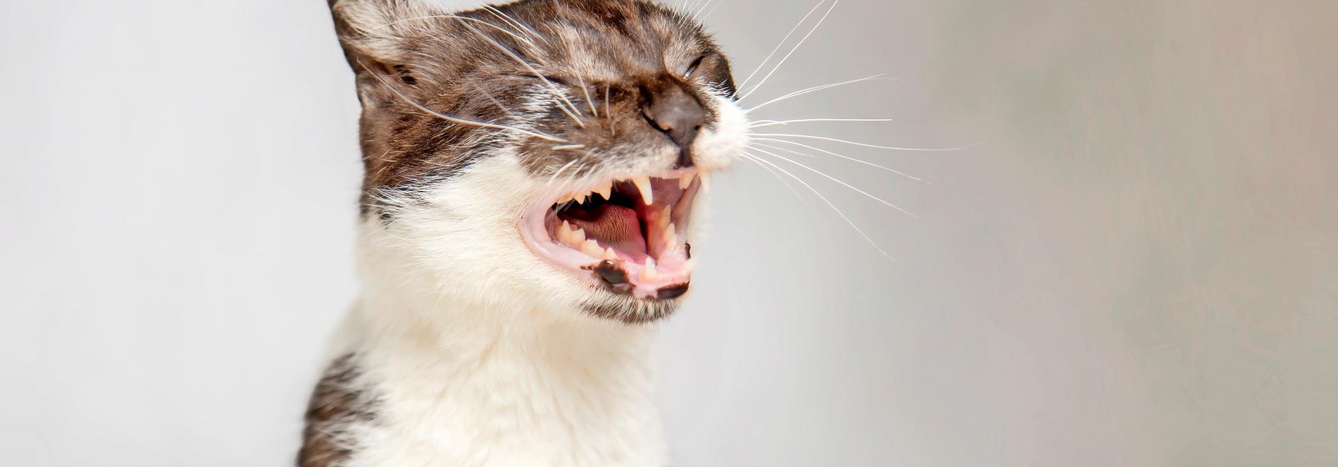 Katze am Niesen