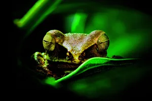 Auch Amphibien wie dieser Frosch müssen schlafen.