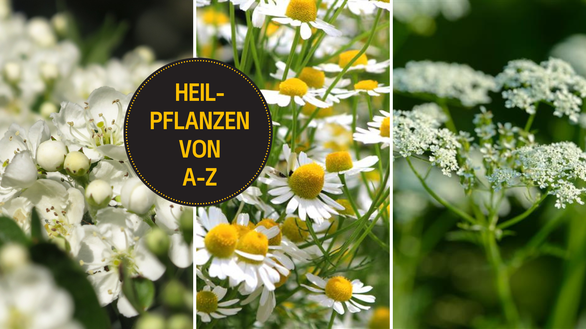 Anis, Kamille und Weissdorn