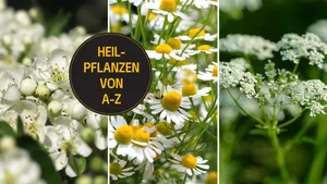 Anis, Kamille und Weissdorn gehören zu den Pflanzen mit Heilwirkung.