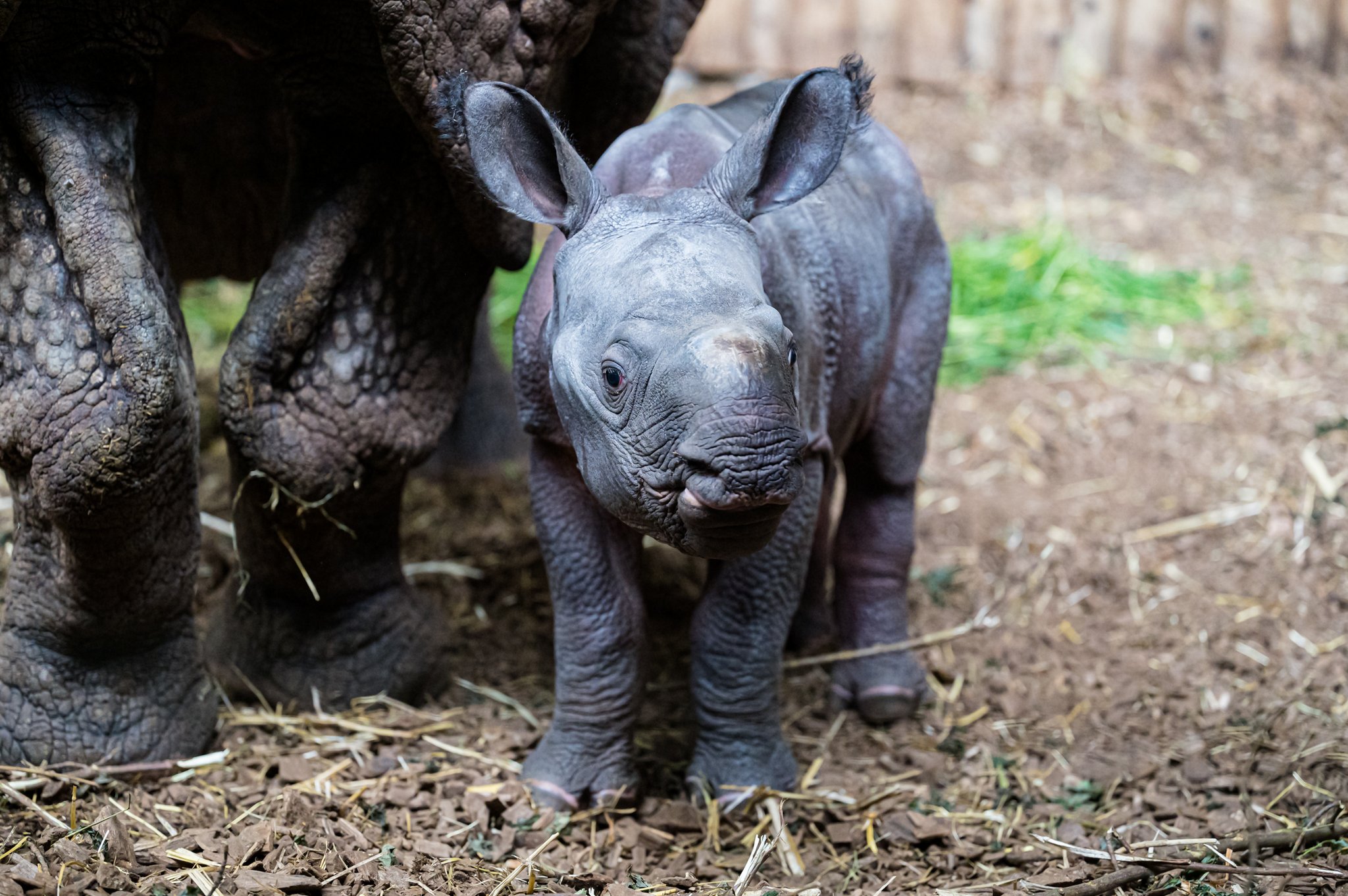 Panzernashorn-Junges Tarun gibt neu den Ton an