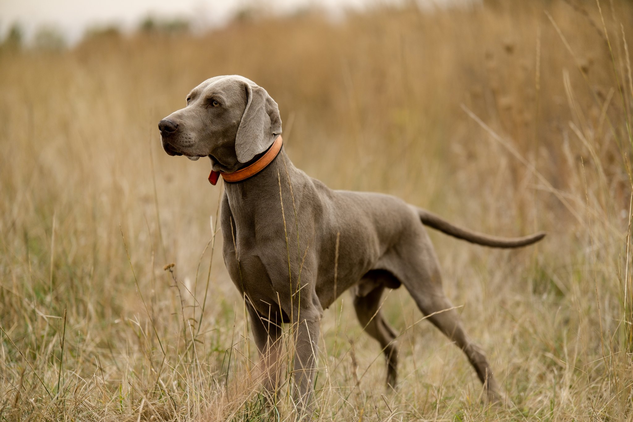 Weimaraner – der graue Geist