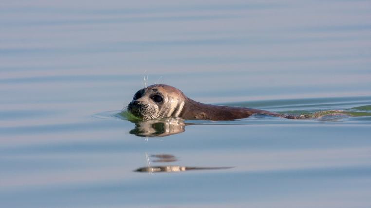Kaspische Robbe schwimmt im Kaspischen Meer