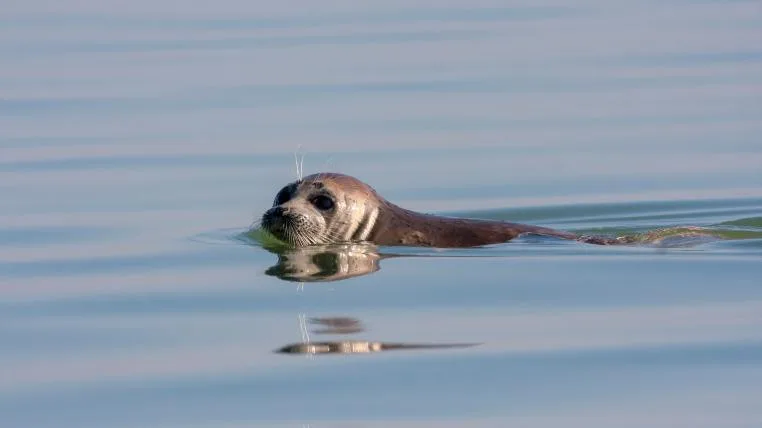 89751d6c8951b7b283d3bab12e783190167a3588 Kaspische Robbe schwimmt im Kaspischen Meer