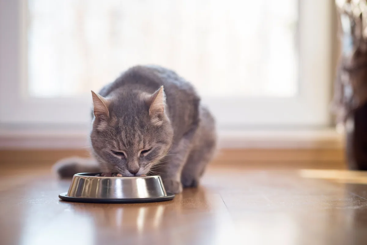 shutterstock_558031090 Wenn die Katze nur die Sauce schleckt