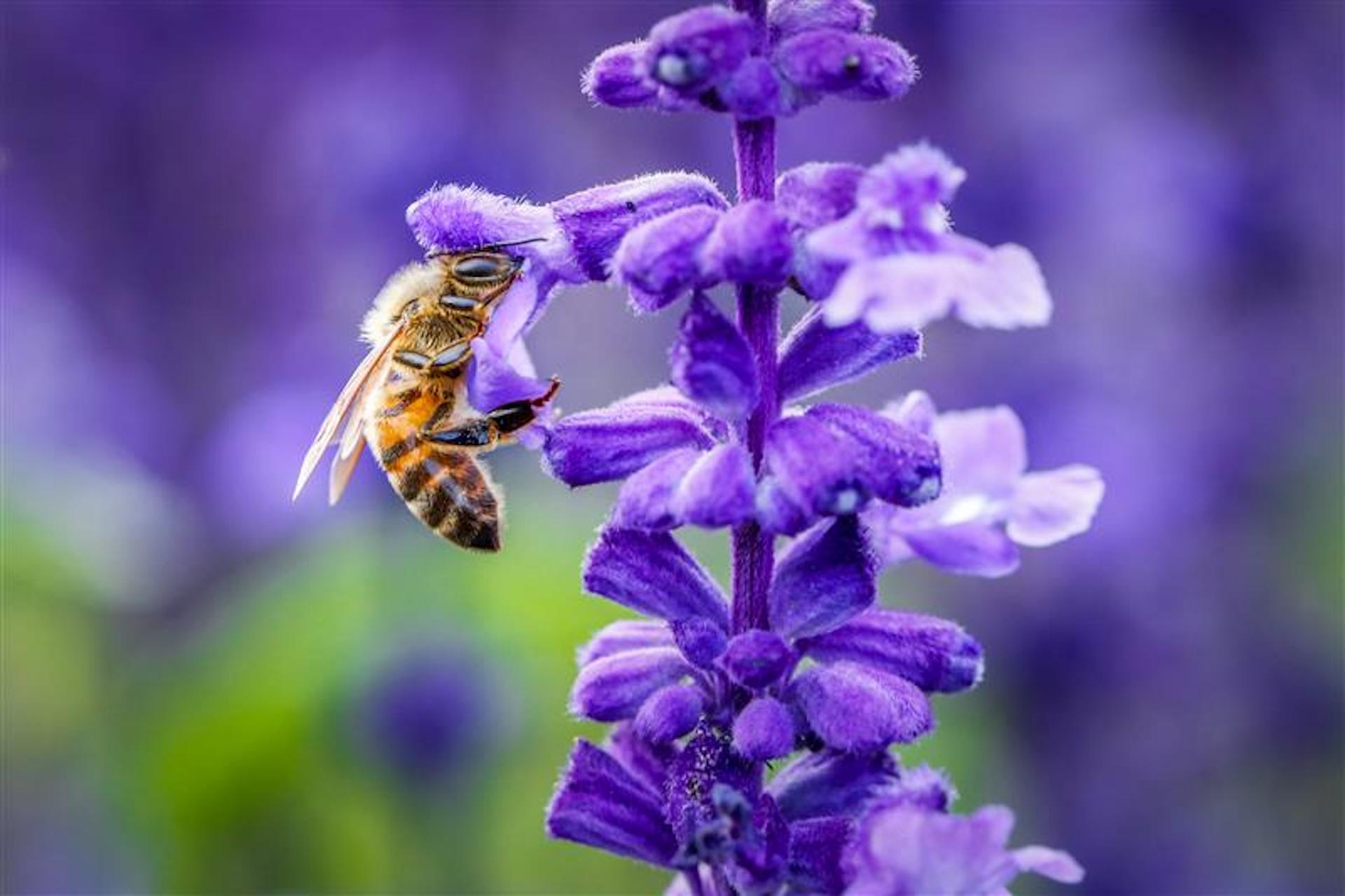 Zehn bienenfreundliche Sträucher und Blumen