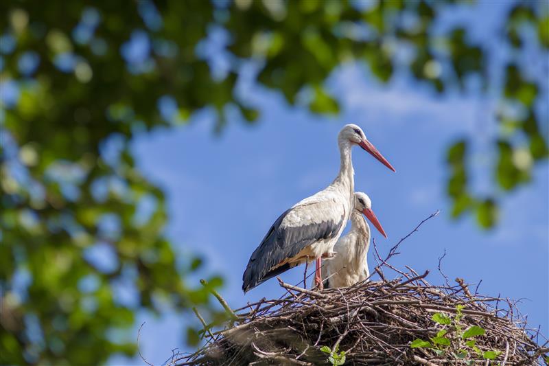 Die verschiedenen Tiercams