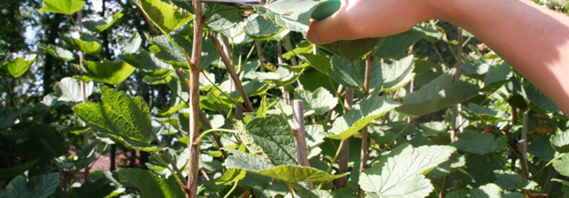 Schnitt_Johannisbeeren_s.jpg