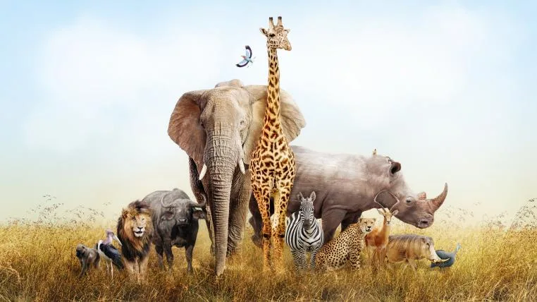 c3270a5c80542fae7917be57449bff3d605e0db7 Wildtiere The Big Five