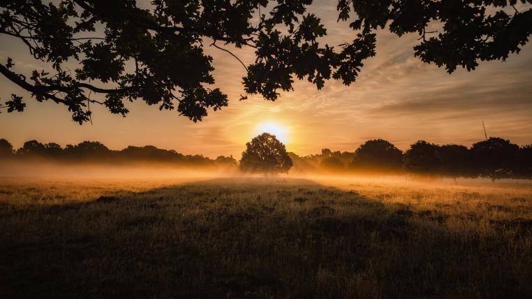 Abendsonne im Wald