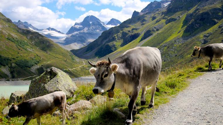 Kühe auf Alp