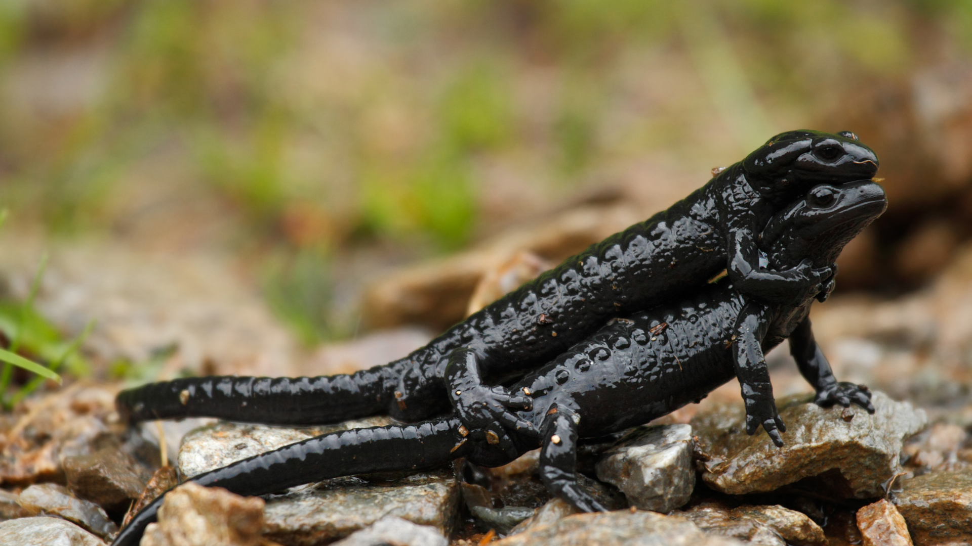 Der Alpensalamander: Vier Jahre schwanger