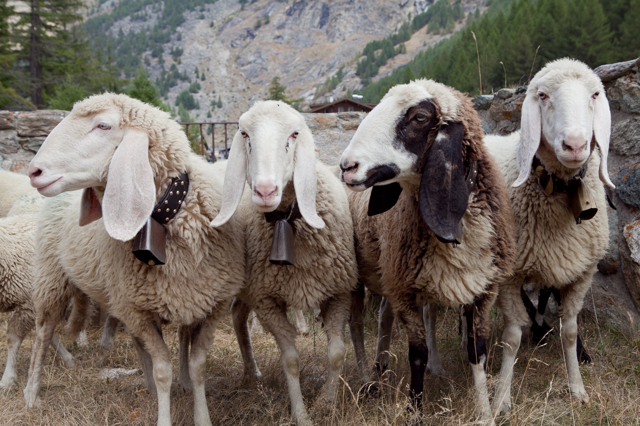 Saaser Mutte: Das Walliser Schaf mit den Hängeohren