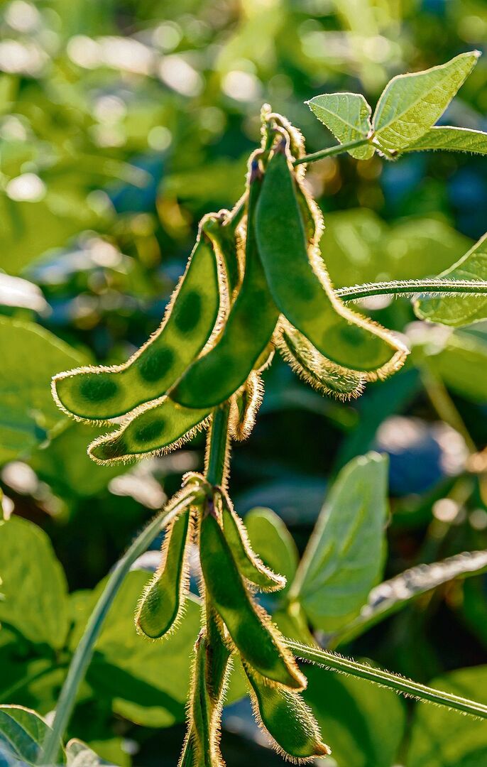Edamame ist aus der asiatischen Küche nicht wegzudenken.