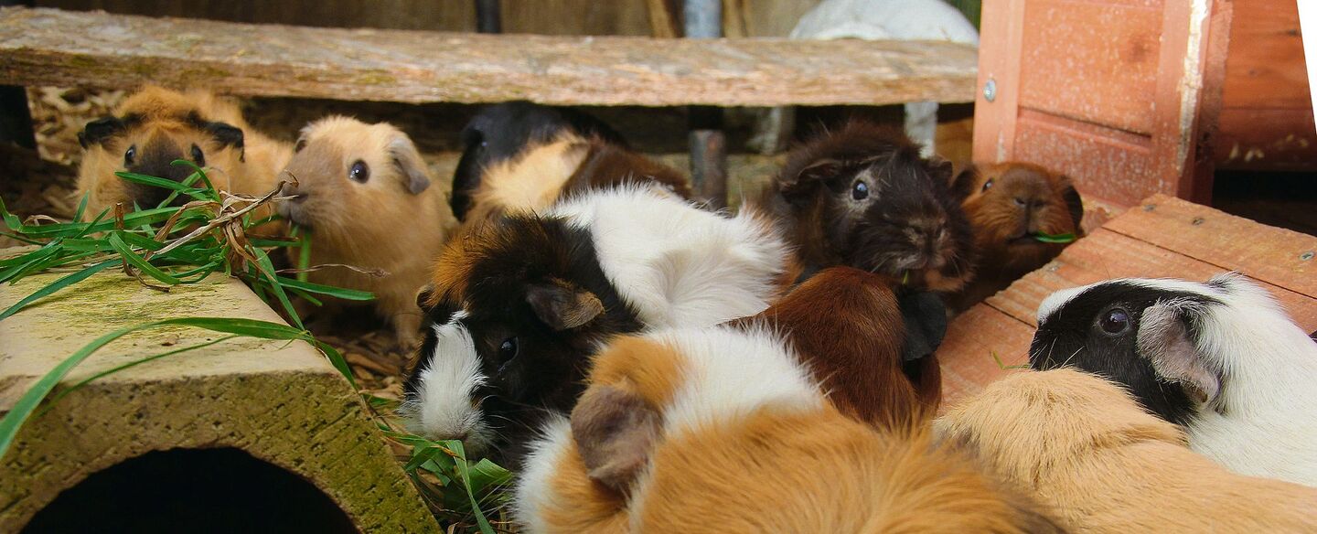 Meerschweinchen leben gerne in der Gruppe, doch ihr Bestand muss kontrolliert werden.