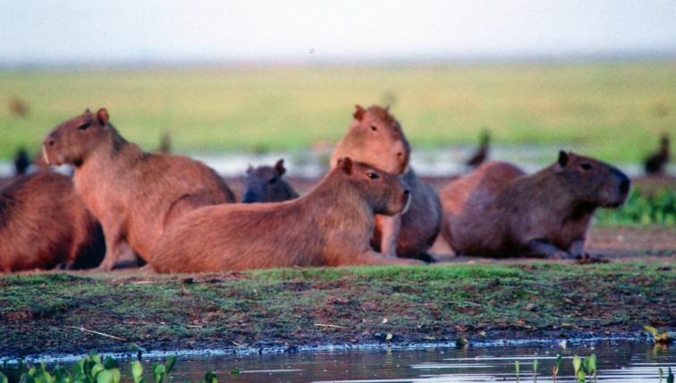 Capybaras