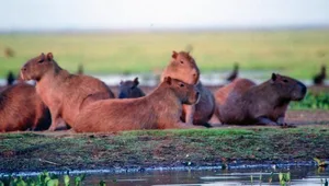 Wasserschweine oder Capybaras tummeln sich zahlreich in den Llanos in Venezuela.