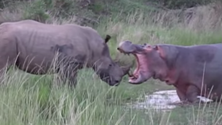 nasihippo.png