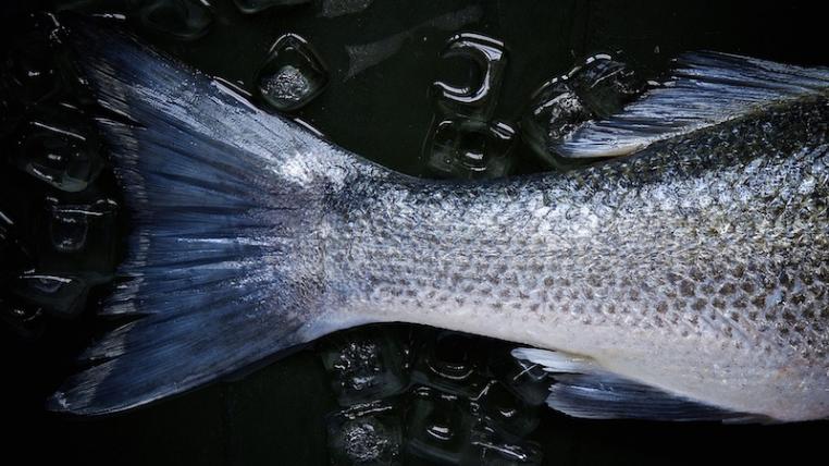 Fisch