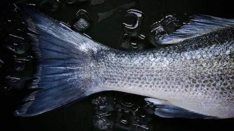 1ed30b3969b321d1103584c6cdeea2c954ed7c84 Fisch