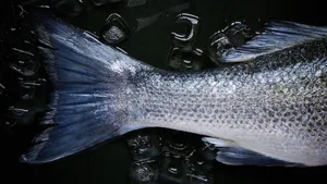 Neues Gerät: Der Darm von Fischen wurde für die «TransFEr-Kammer» nachgeahmt.