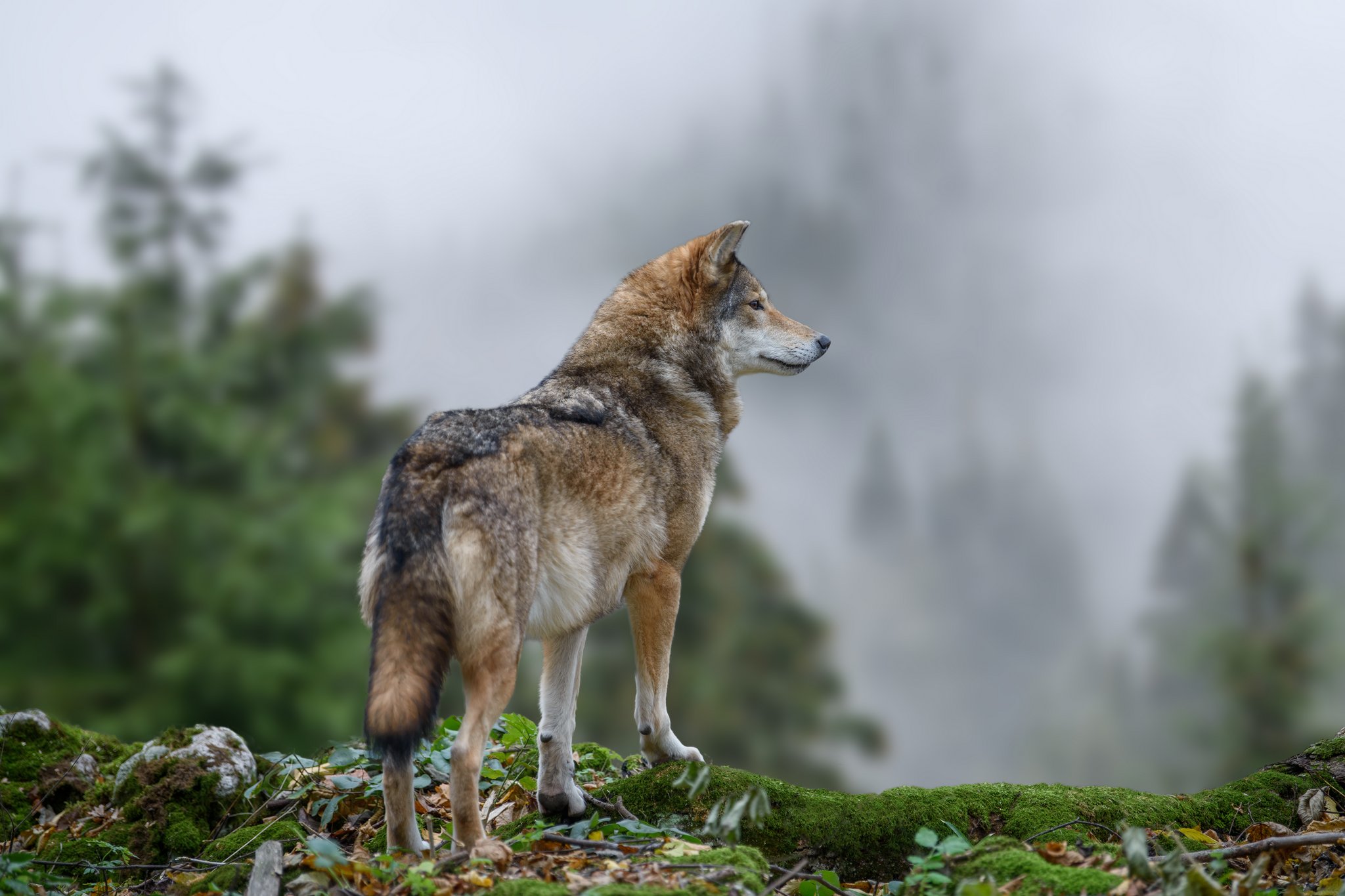 Schweizer Ansatz gegen Wolfsangriffe