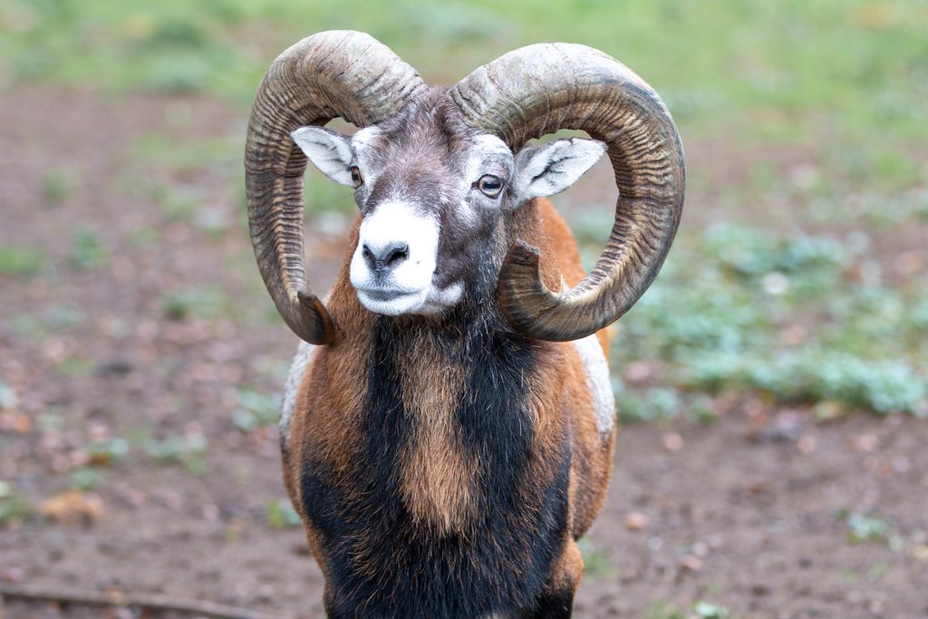 Das Mufflon: Kleinstes Wildschaf