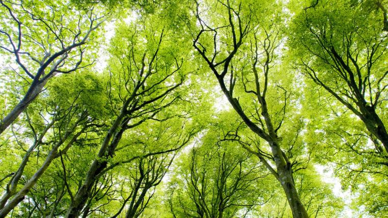 20-minuten-wald-weniger-stress.jpg