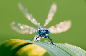 Kam, sah und bezauberte: Die Gemeine Becherjungfer ist bekannt für ihre blaue Färbung.
