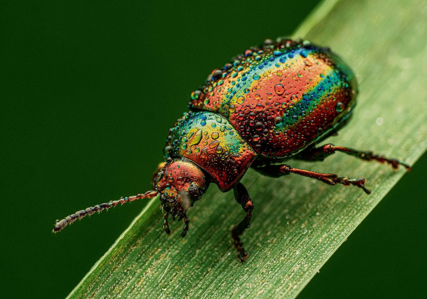 Käfer Einstiegsbild