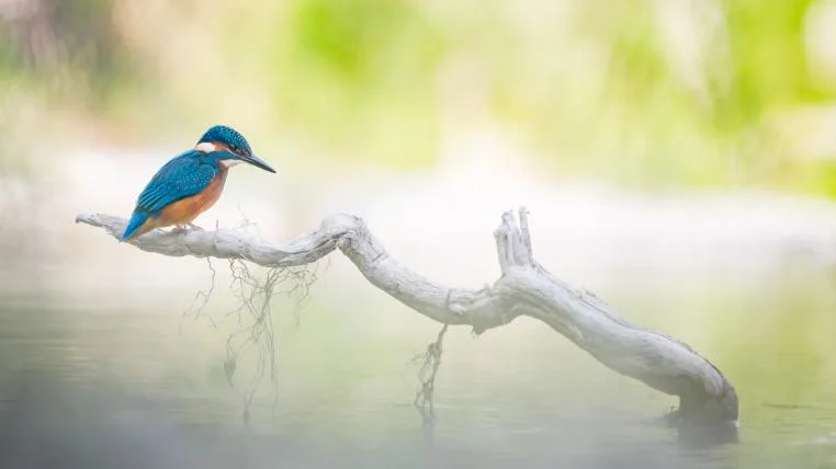 9a1b5aefdd928306a9d837b6b350e7d830b0a150 Eisvogel am Wasser