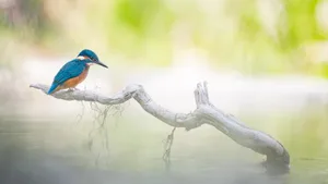 1. Platz in der Kategorie «Emotion»: Nebel und das Spiel mit Schärfe und Unschärfe —dieser Eisvogel ist ein Bild purer Idylle und Harmonie.