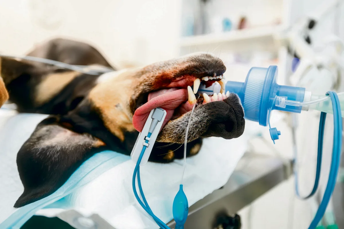 Dog,In,Operating,Room,Is,Anesthetized,And,Monitored,With,Pulse Was passiert während einer Narkose?