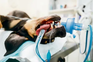 Was passiert während einer Narkose?