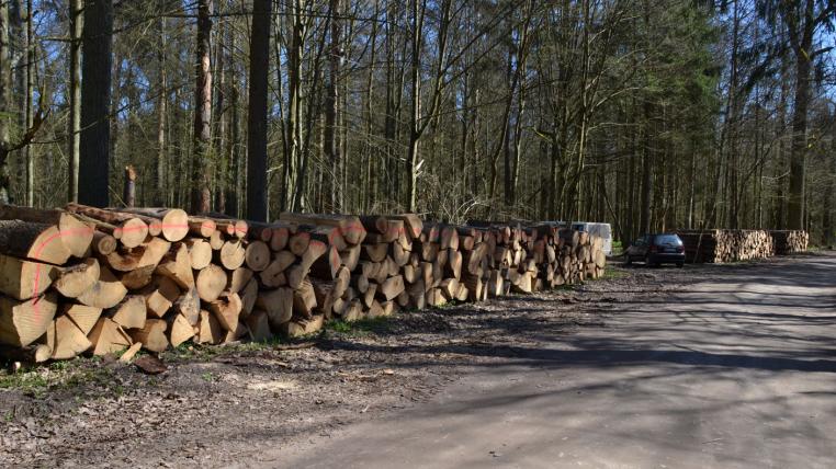 Bialowieza-Abholzung