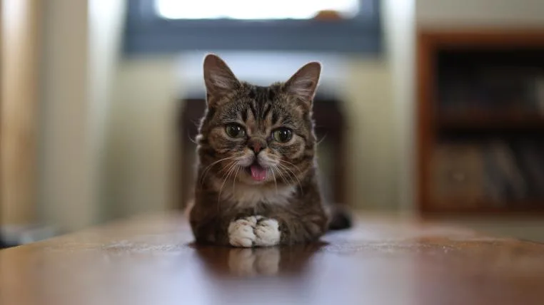 63bd277e0cb580c97797391e81bd04be4763c89d lilbub.jpg