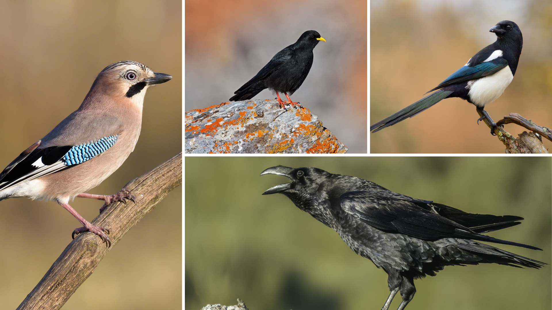 Diese Rabenvögel leben in der Schweiz