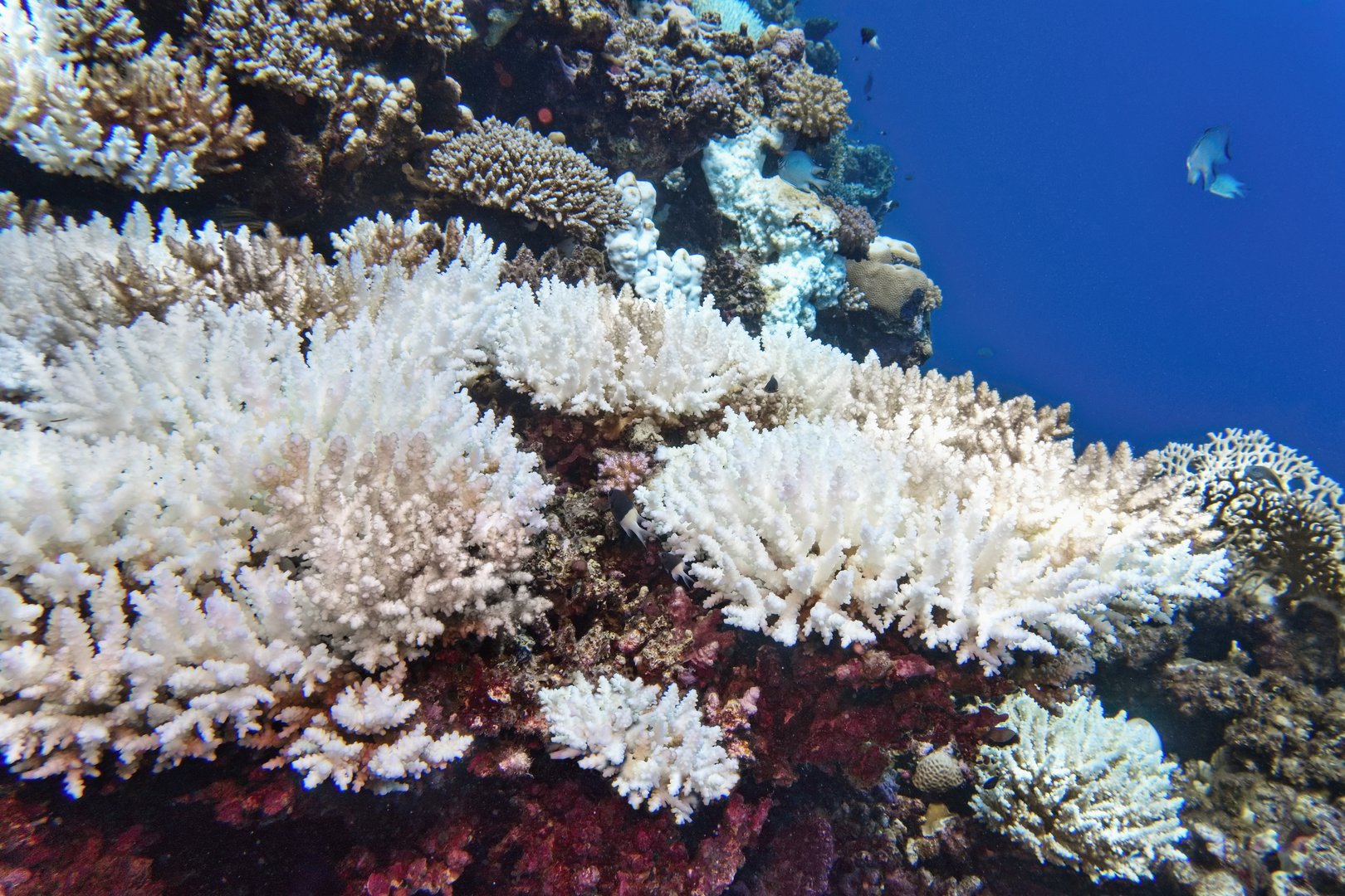 Erster Klimakippunkt überschritten: Die Hoffnung für die Rettung der Korallenriffe schwindet