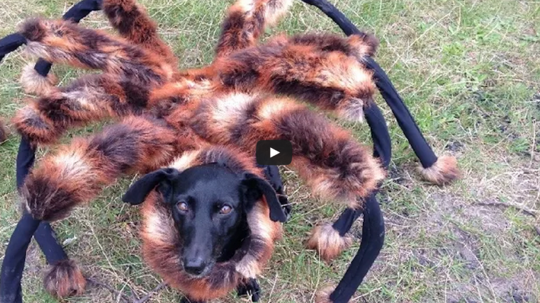 spiderhund.png