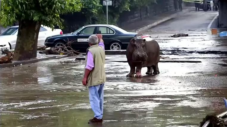 Flusspferd einer Strasse in Tiflis