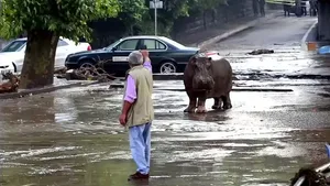 Flusspferd einer Strasse in Tiflis