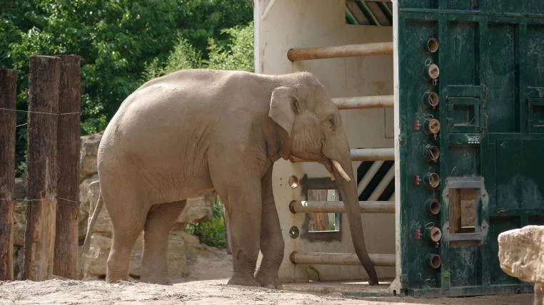f33aa9bb87e2998fe78f924366c1e543cacfeb75 elefant_thai.jpg