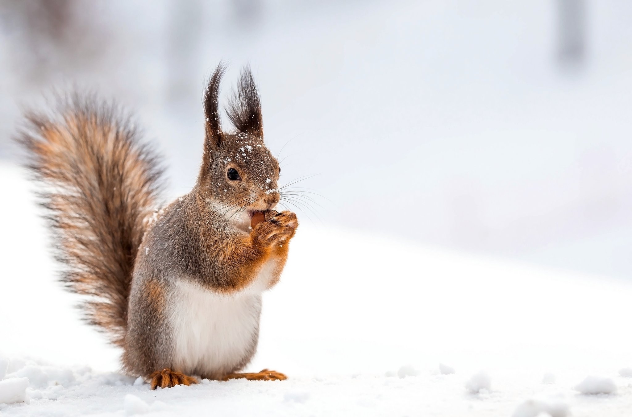 Wie soll man Eichhörnchen im Winter füttern?