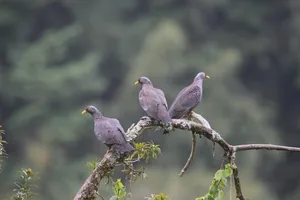 Reichenows Kongopapagei in den Aberdares.
