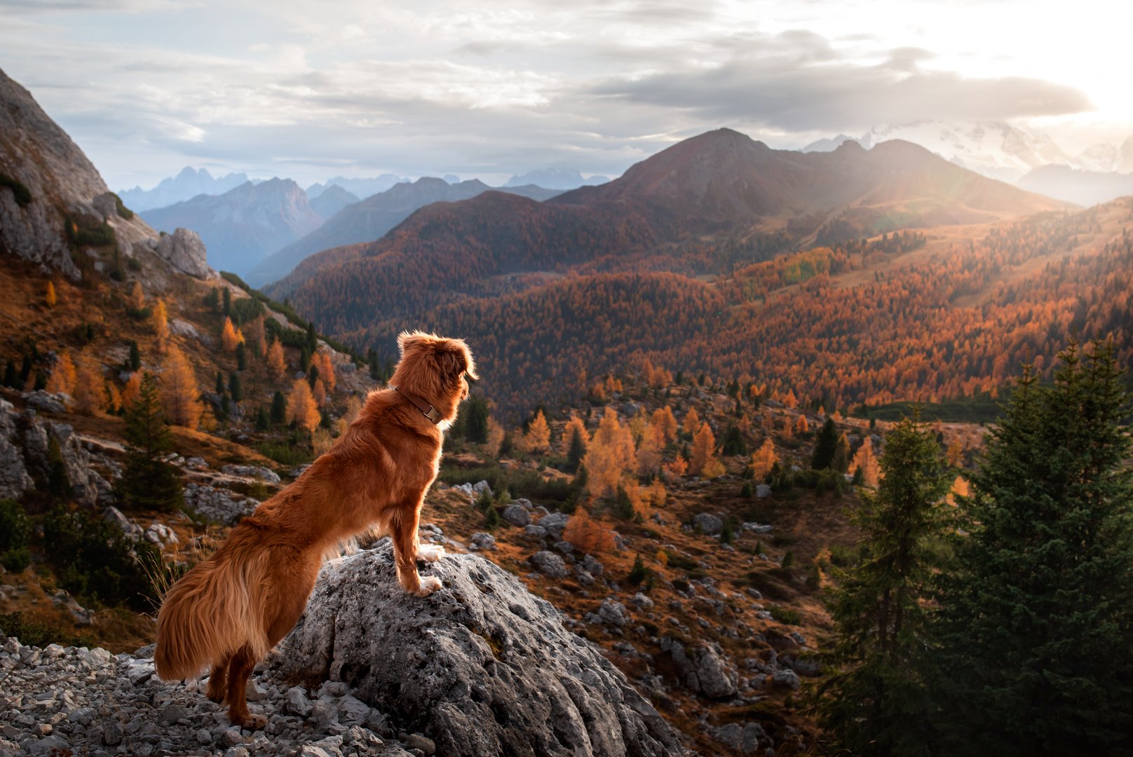 Südtirol: Hundehaltende werden künftig zur Kasse gebeten
