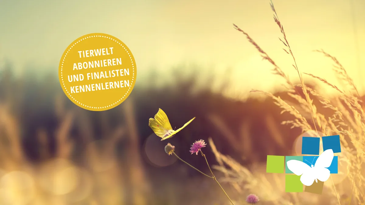 Headerbild-GoSchme2024 TierWelt Abonnement bestellen und die Finalisten des Goldener Schmetterling 2024 kennenlernen