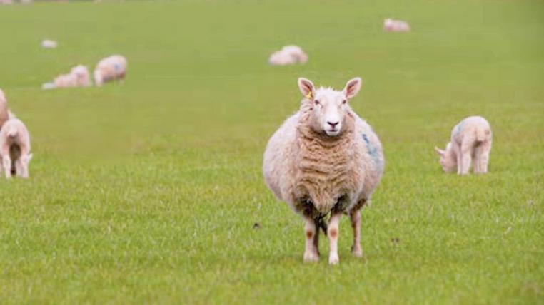 Baa Baa Land