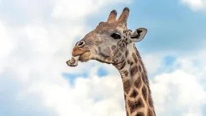 Auch Giraffen kauen auf Knochen herum. Zu Fleischfressern macht sie das aber noch lange nicht.