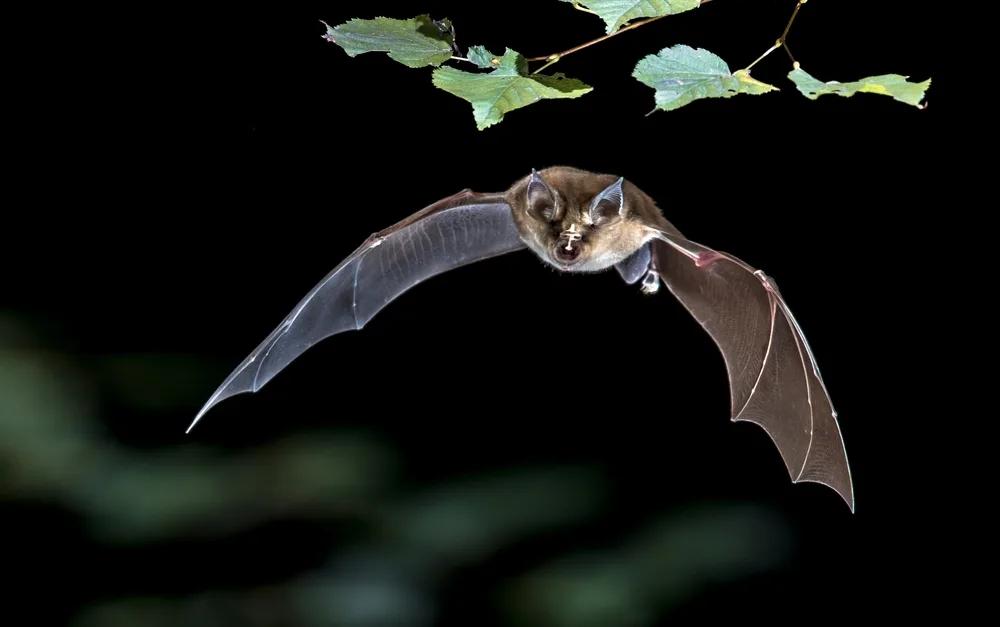 Fledermaus Wie sich Fledermäuse im Garten wohlfühlen