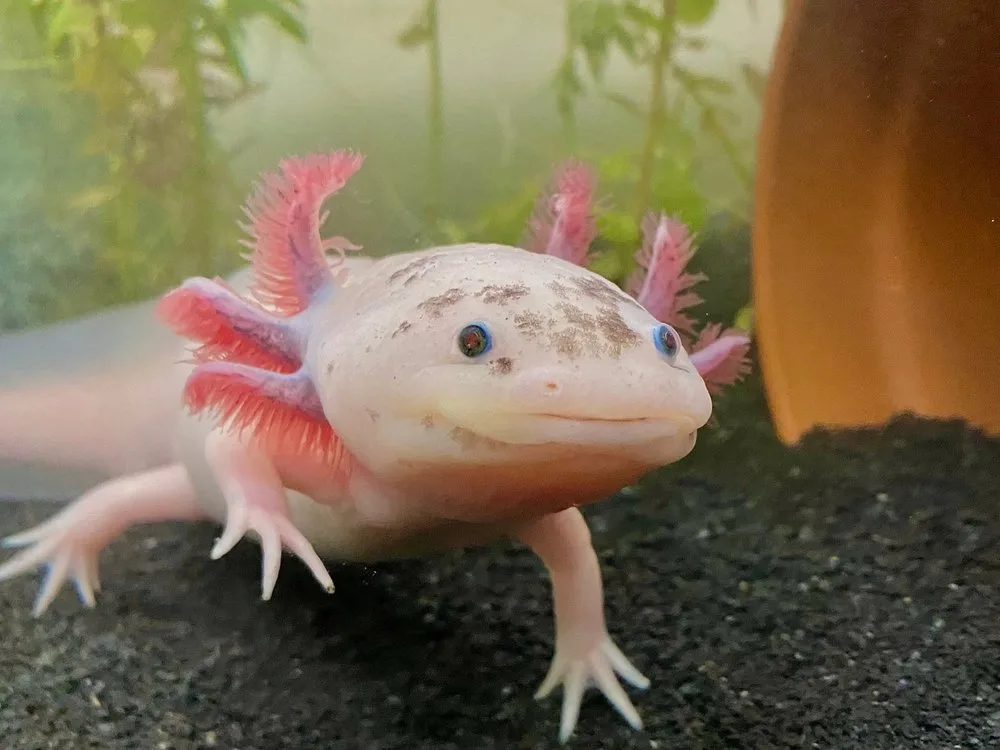 shutterstock_2156762071 Axolotl: Das Wassermonster mit Superkräften